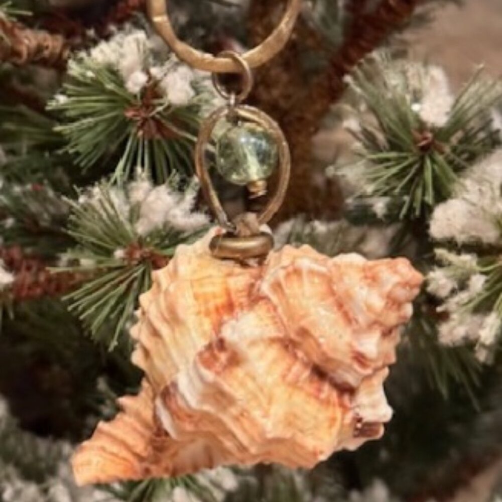 NATURAL 'REAL' APPLE MUREX SEA SHELL CHRISTMAS ORNAMENT 3" L Sanibel Captiva